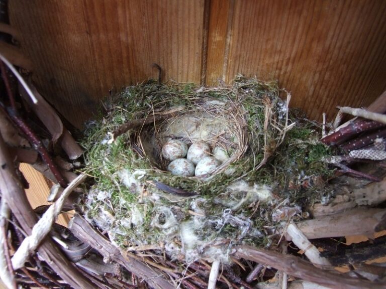 Spiritual Meanings of Bird Nest at Front Door of House