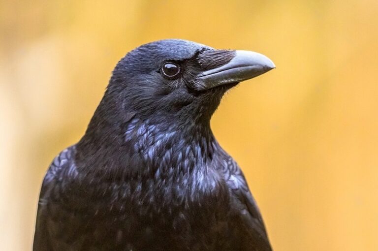 Number of Crows Meaning and Symbolism: What Are They Telling Us?