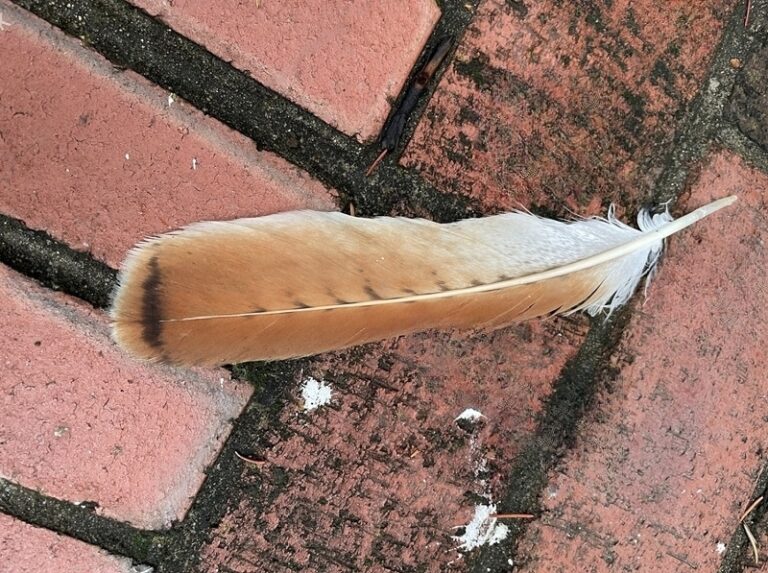 Hawk Feather: Spiritual Meaning and Symbolism