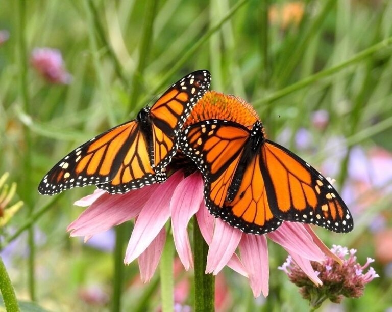 Monarch Butterfly: Spiritual Meaning and Symbolism