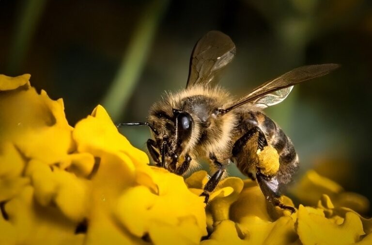 The Spiritual Meaning of Bees Landing On You