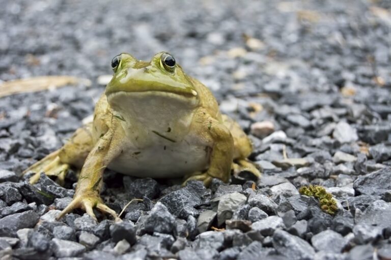 The Spiritual Meaning of a Frog Crossing Your Path
