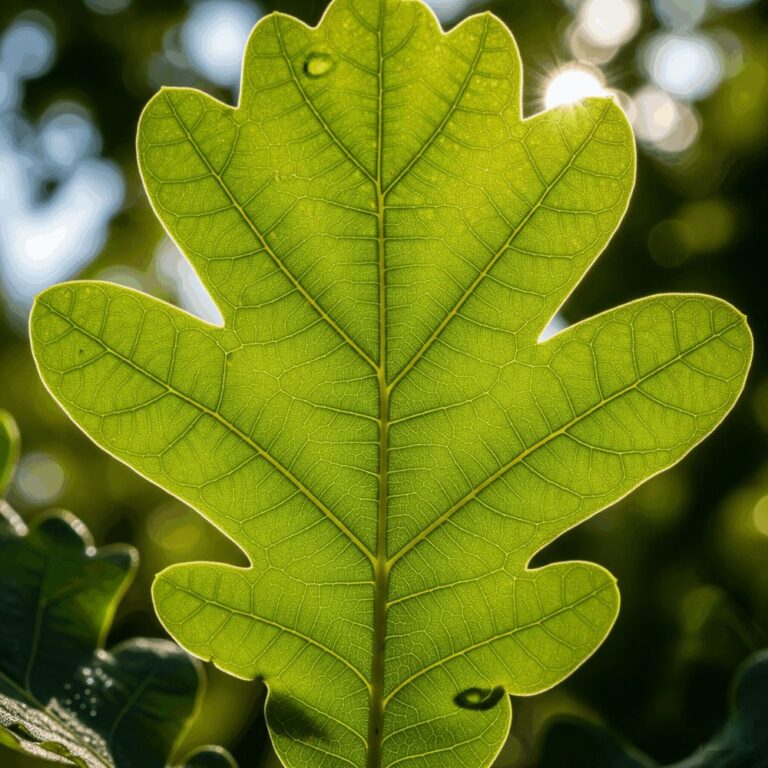 The Spiritual Meaning of Oak Leaf: Strength, Wisdom, and Eternal Growth