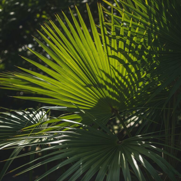 The Spiritual Meaning of Palm Leaves